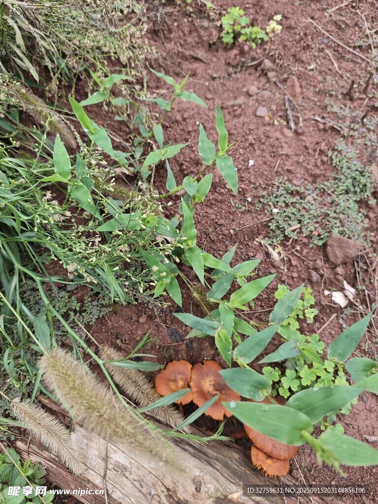 木旁绿植与橙色物件