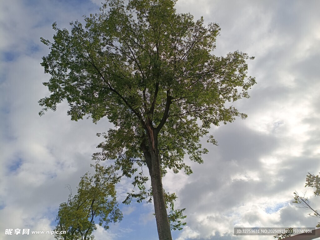 挺拔绿树映蓝天