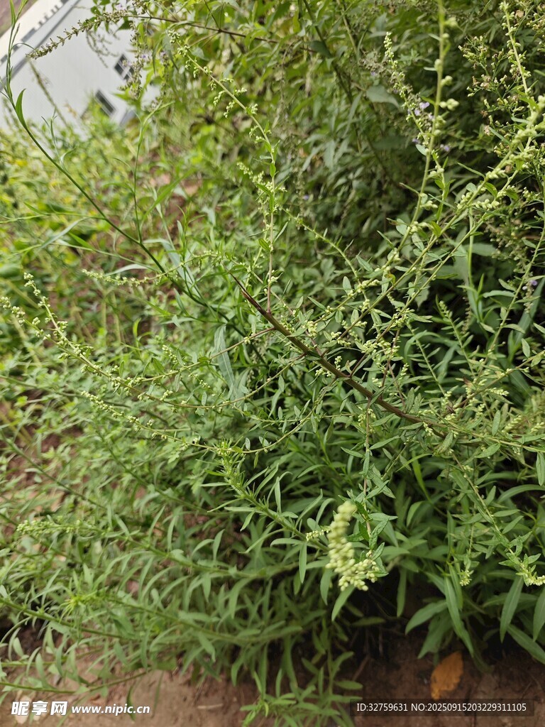 野外丛生的绿色植物
