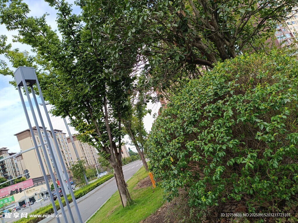 城市街边绿树与灌木丛景