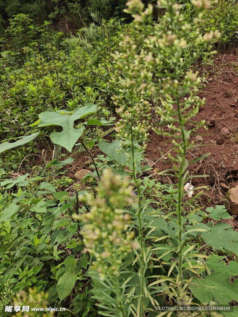 野外生长的绿色植物
