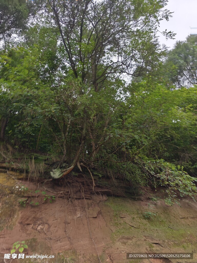 林间绿意盎然的自然场景