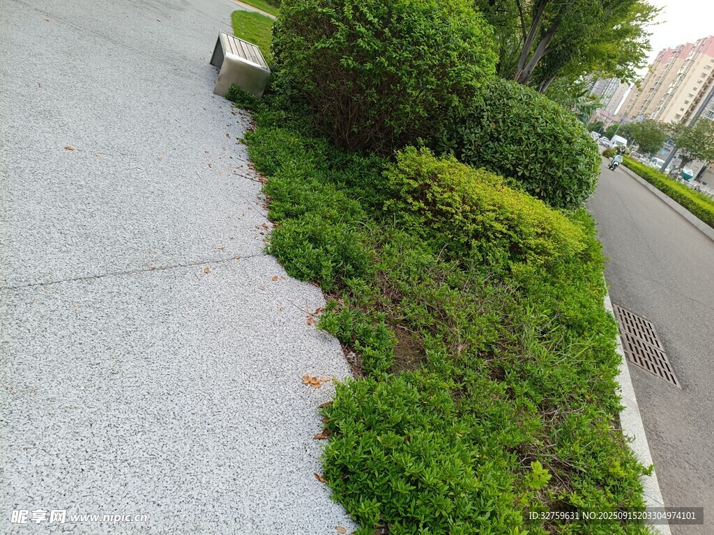 路边绿植景观