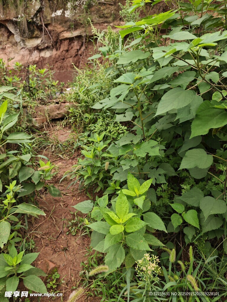 乡间小径旁的繁茂绿植