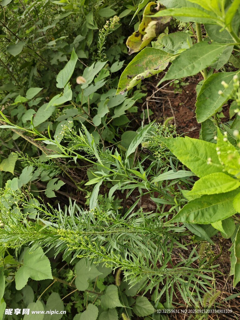 繁茂绿植 