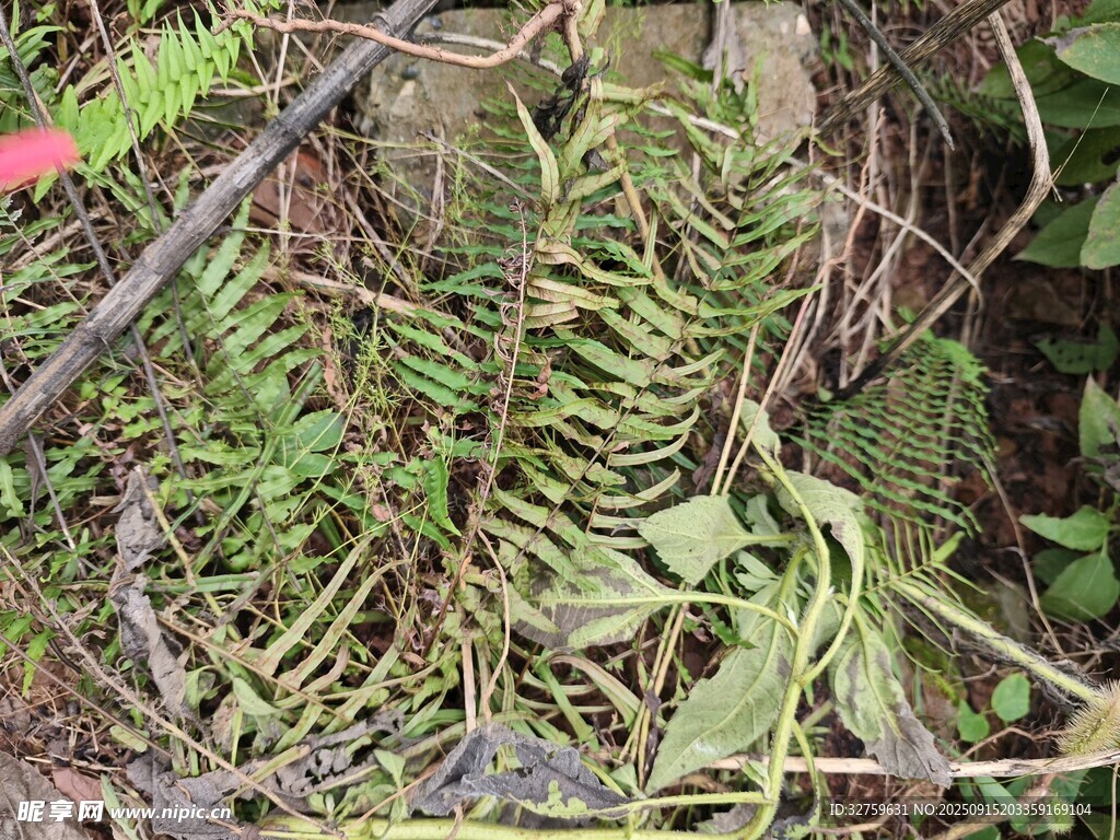 野生蕨类植物自然景象