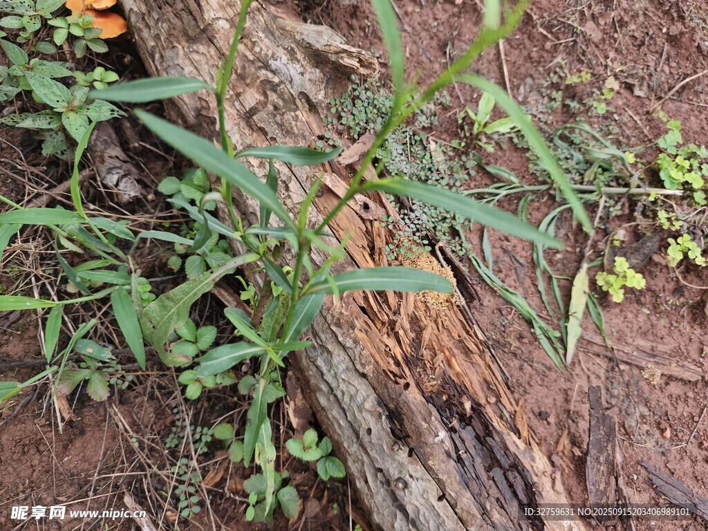 地面上的绿植与枯木