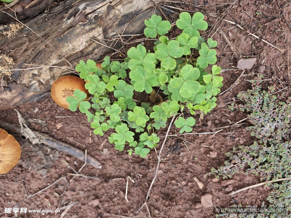 地面绿植与散落果实