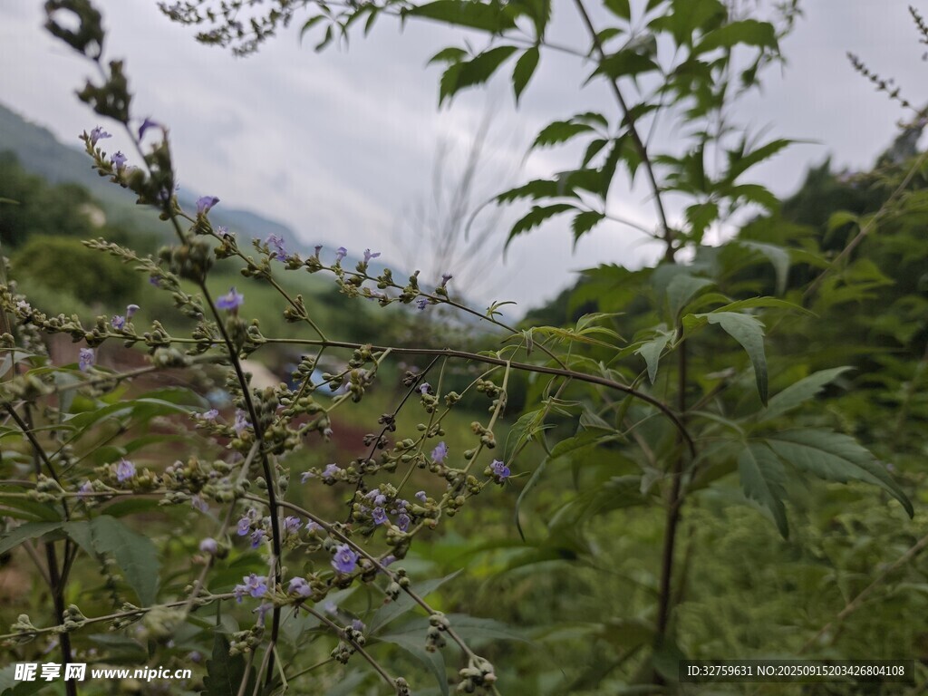山间繁茂绿植景色