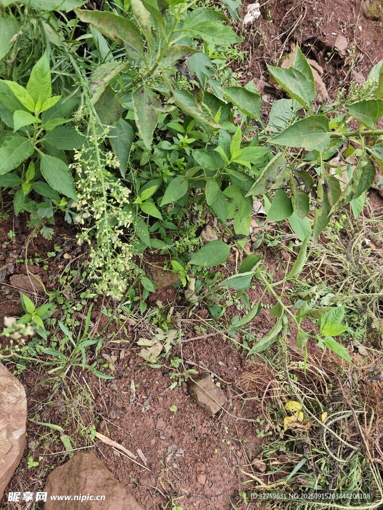 地面生长的绿色植物