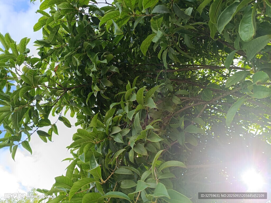 阳光照耀下的繁茂绿叶