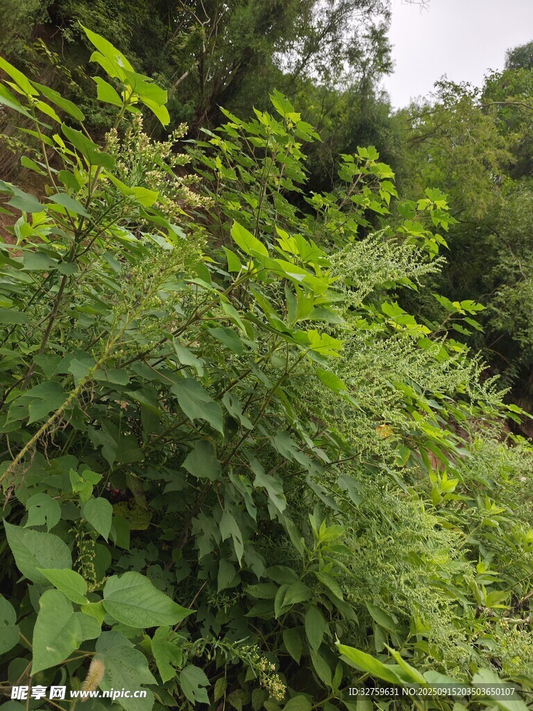 繁茂绿植的自然景象