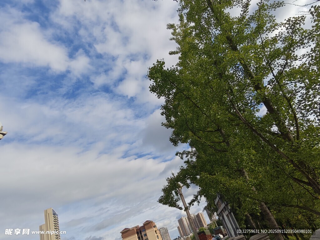 城市绿树与蓝天白云景观