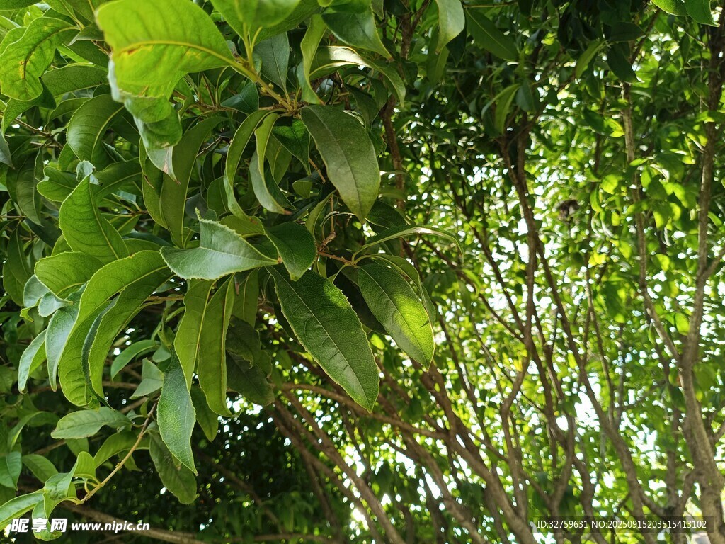 繁茂绿植 