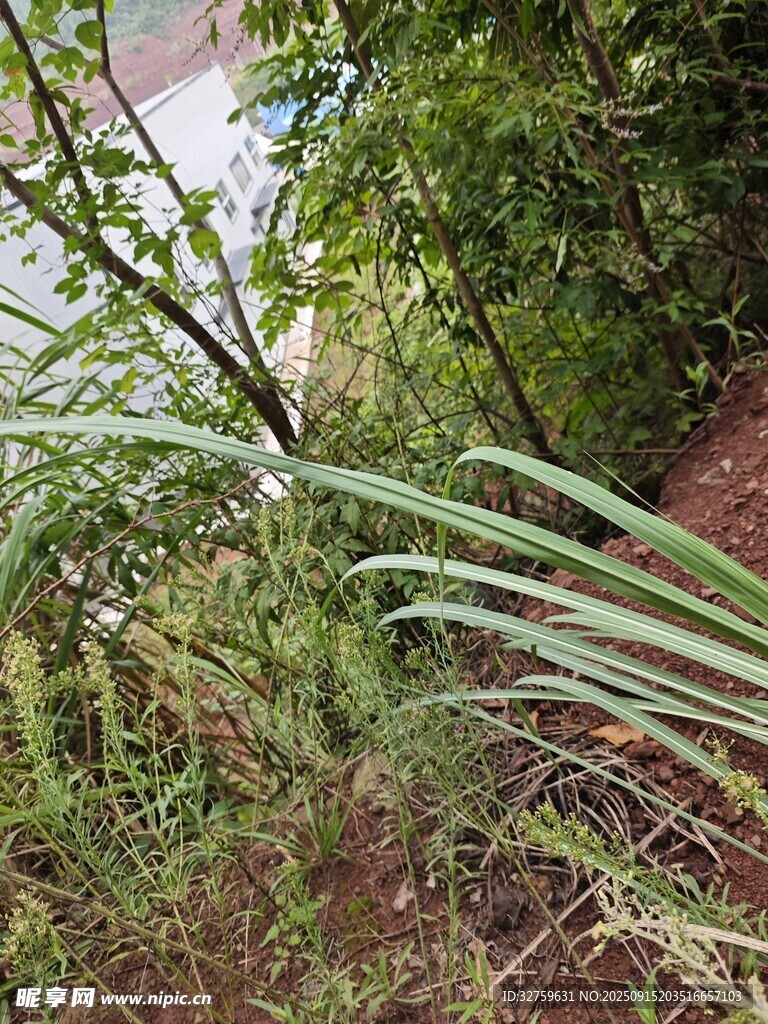翠绿植物特写