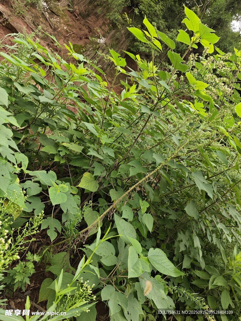繁茂绿植 