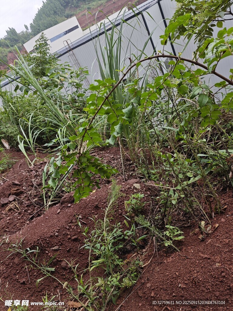户外绿植与红土景观
