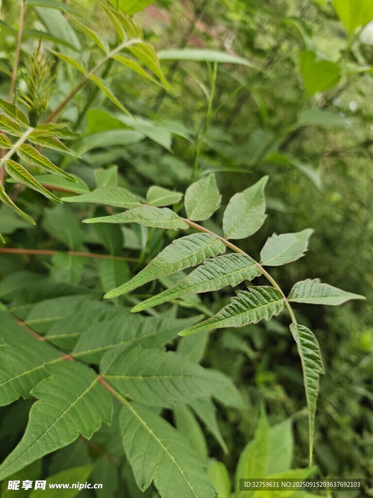 翠绿繁茂的植物枝叶