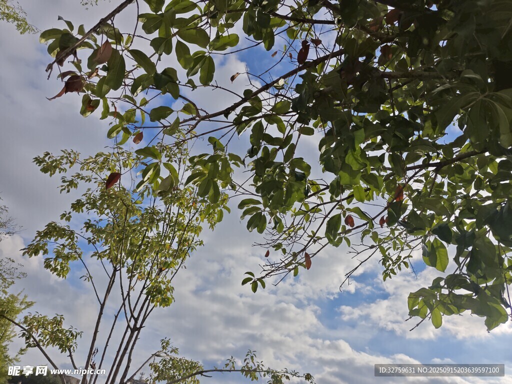 蓝天白云下的繁茂枝叶