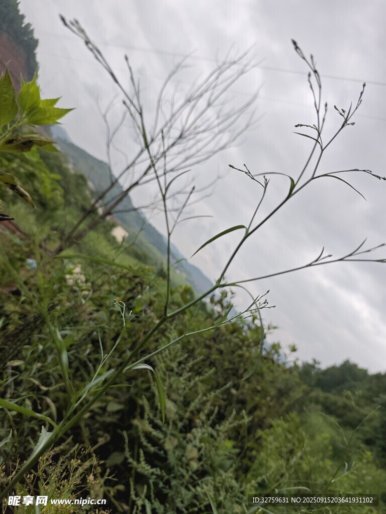 山间枯木与繁茂植被