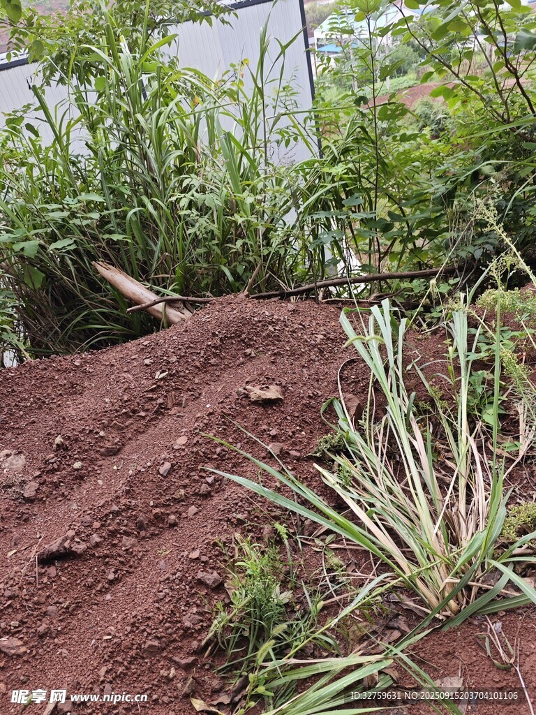 红土堆旁的绿植景观