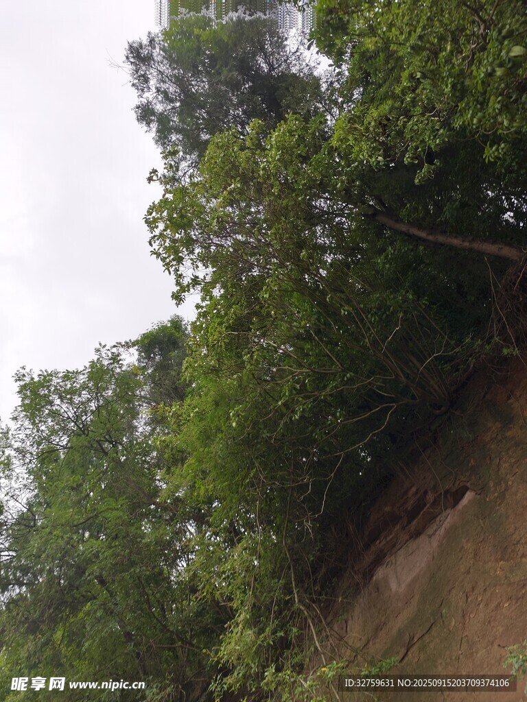山林绿意景观