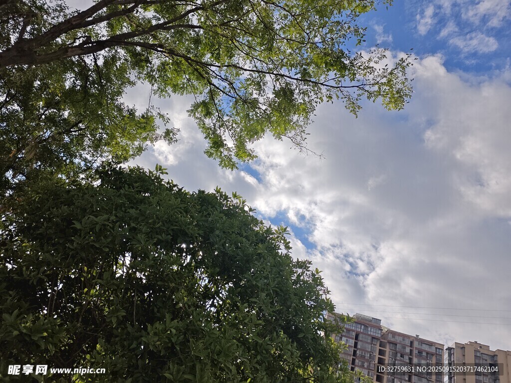 绿树蓝天旁的高楼景致