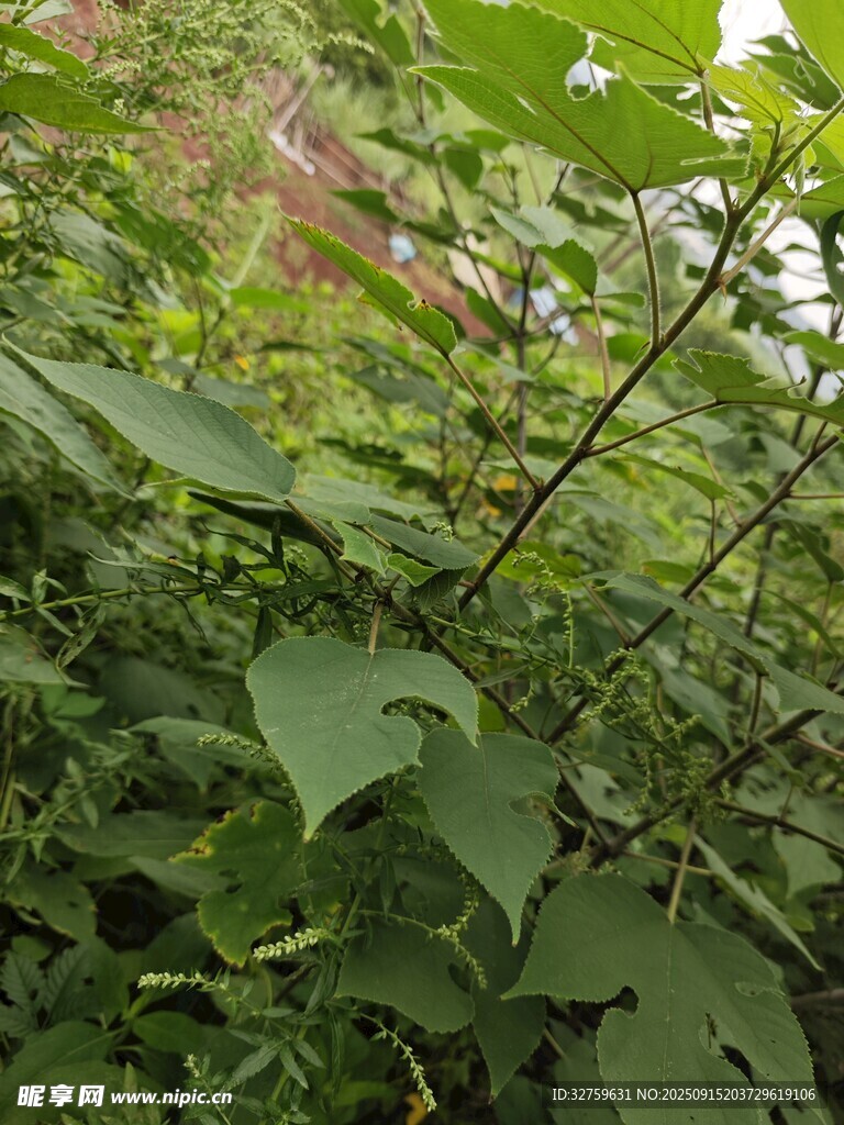 繁茂绿植 