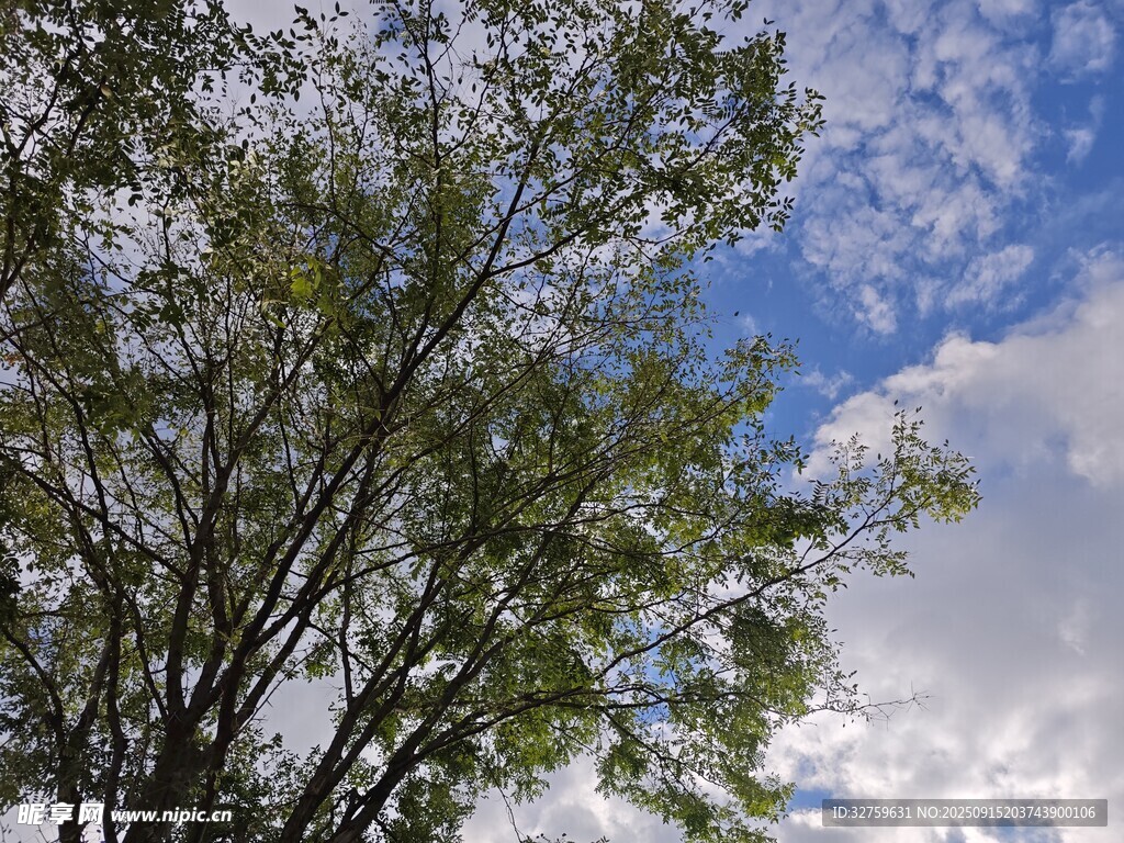 蓝天绿树间的清新景致