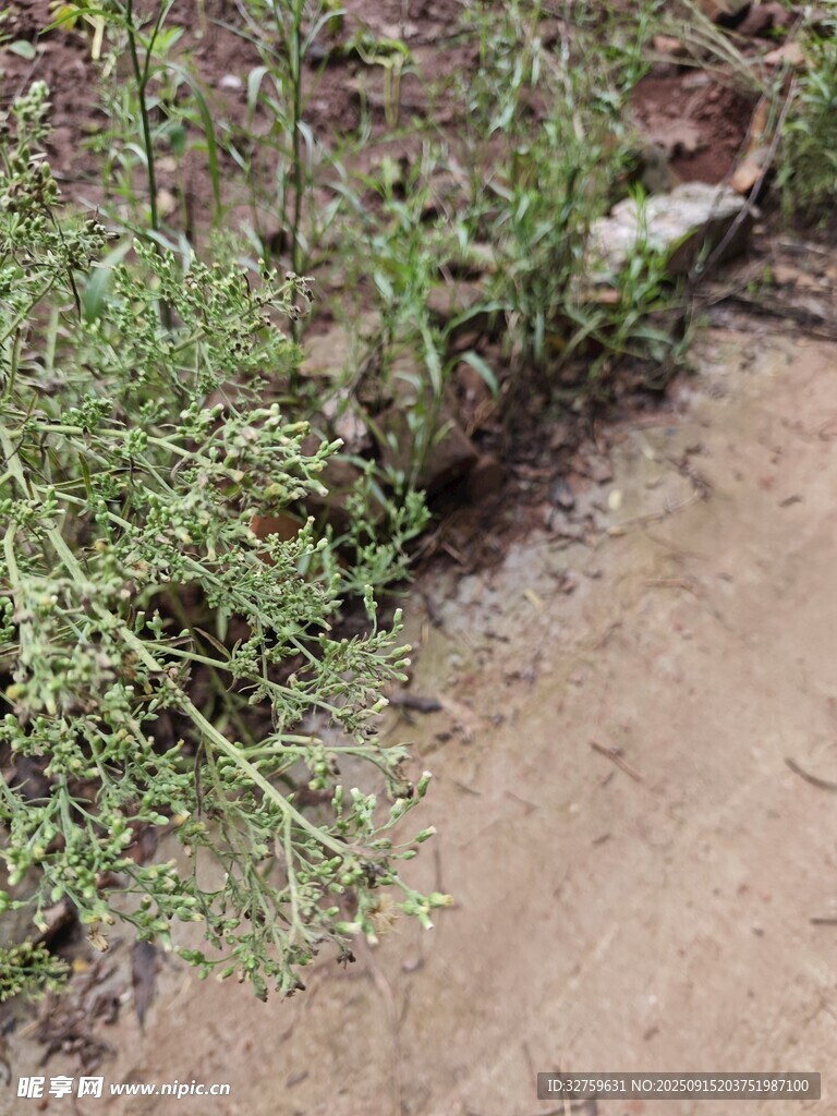 路边生长的绿色植物