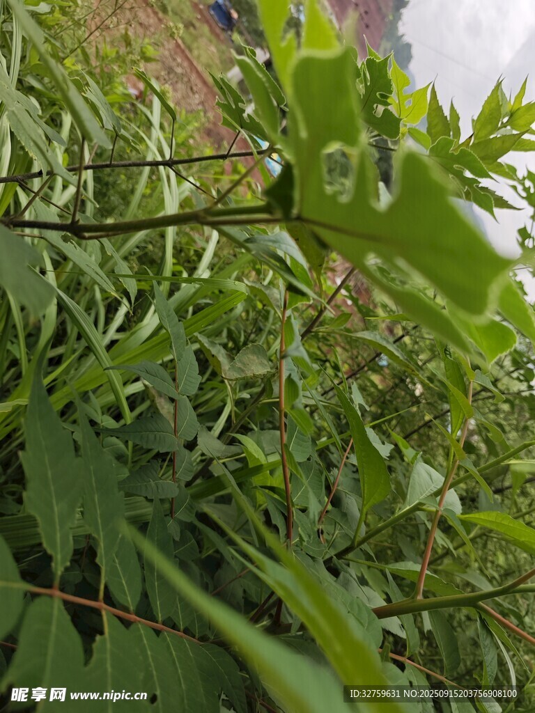 翠绿繁茂的植物枝叶