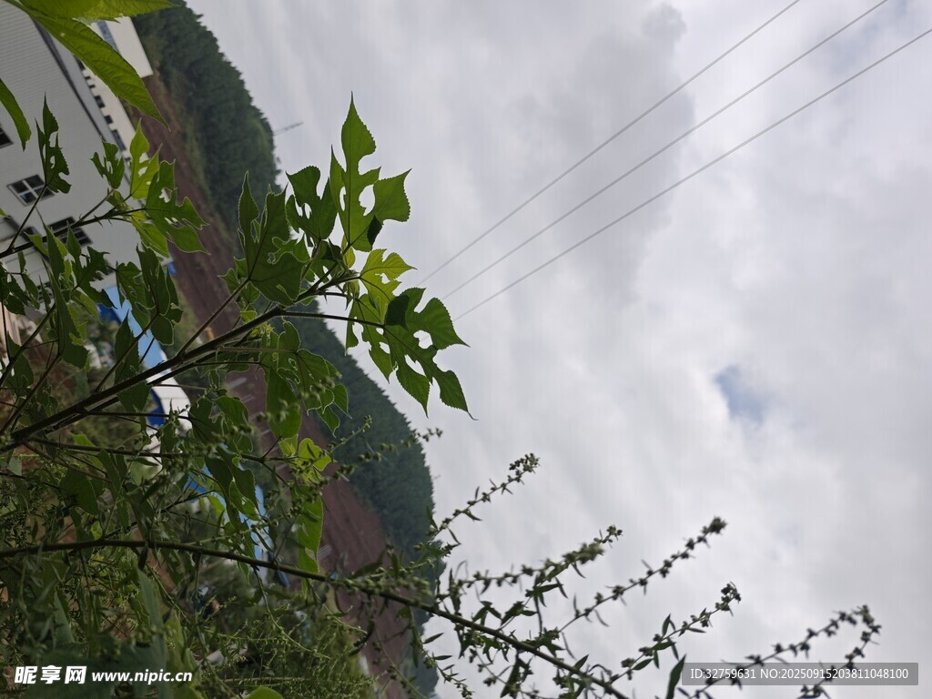 山间枝叶与天空景致