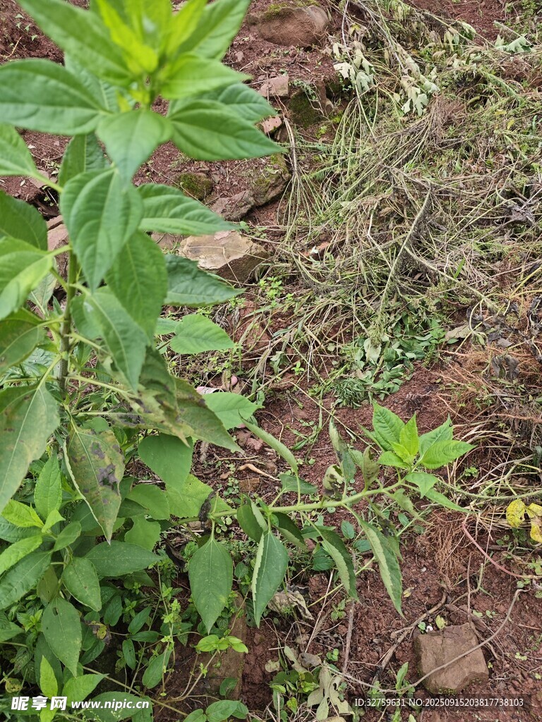 野外绿植与泥土景象