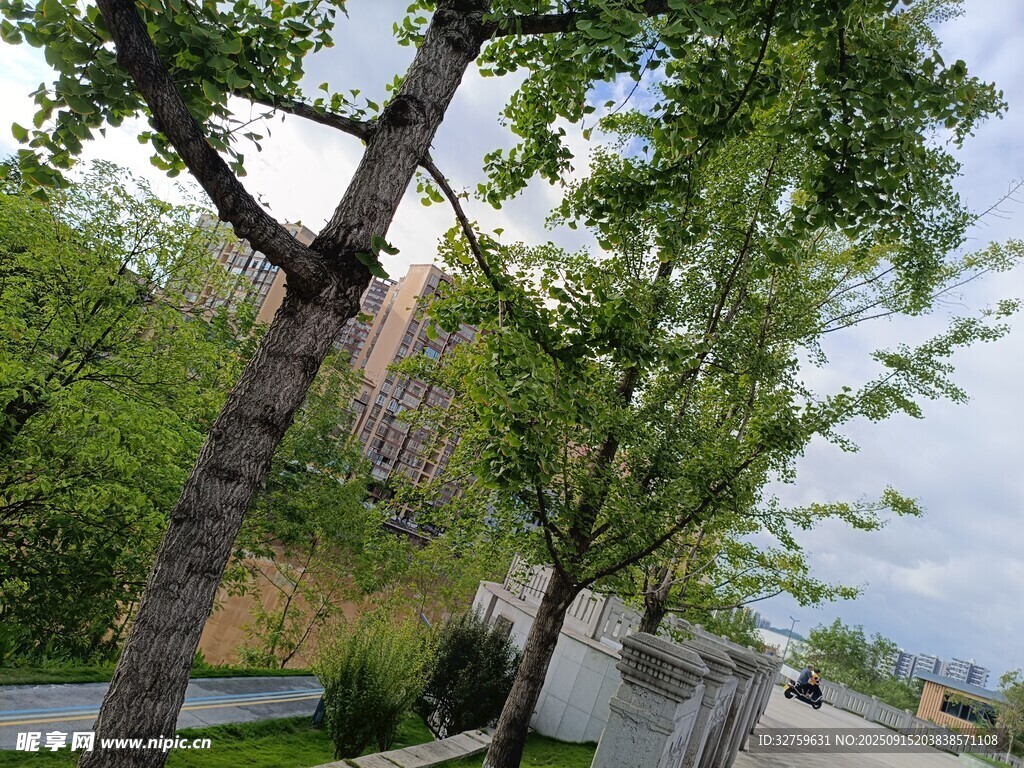 路边绿树成荫的景致
