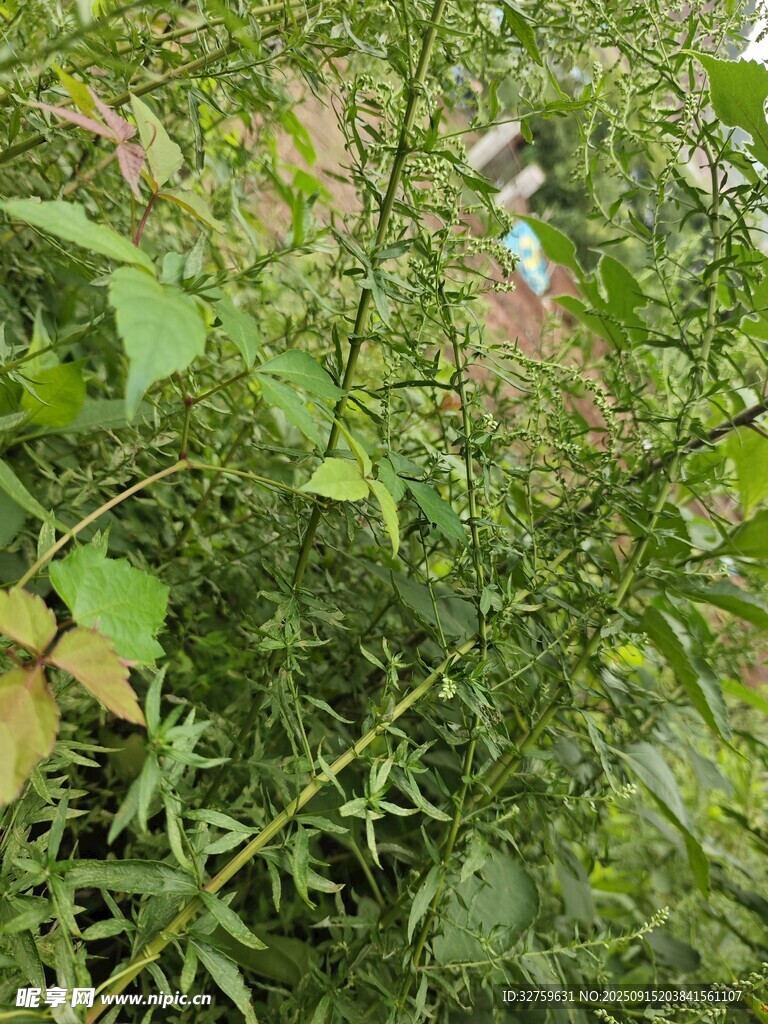 繁茂绿植 