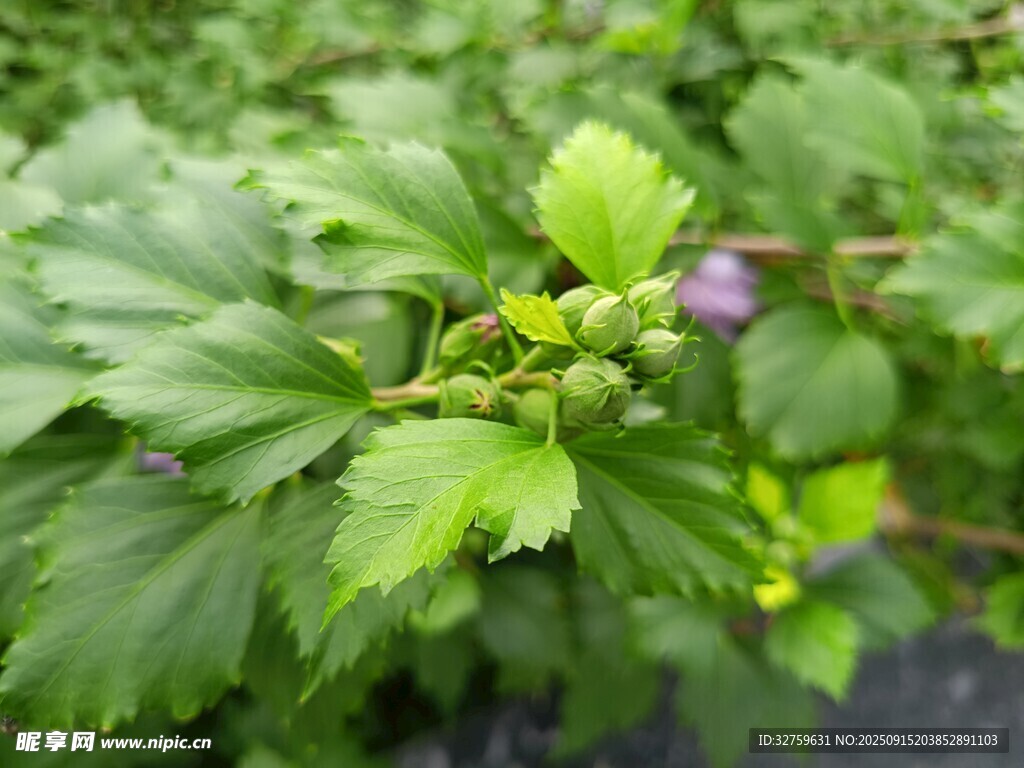 绿叶丛中的青涩果实