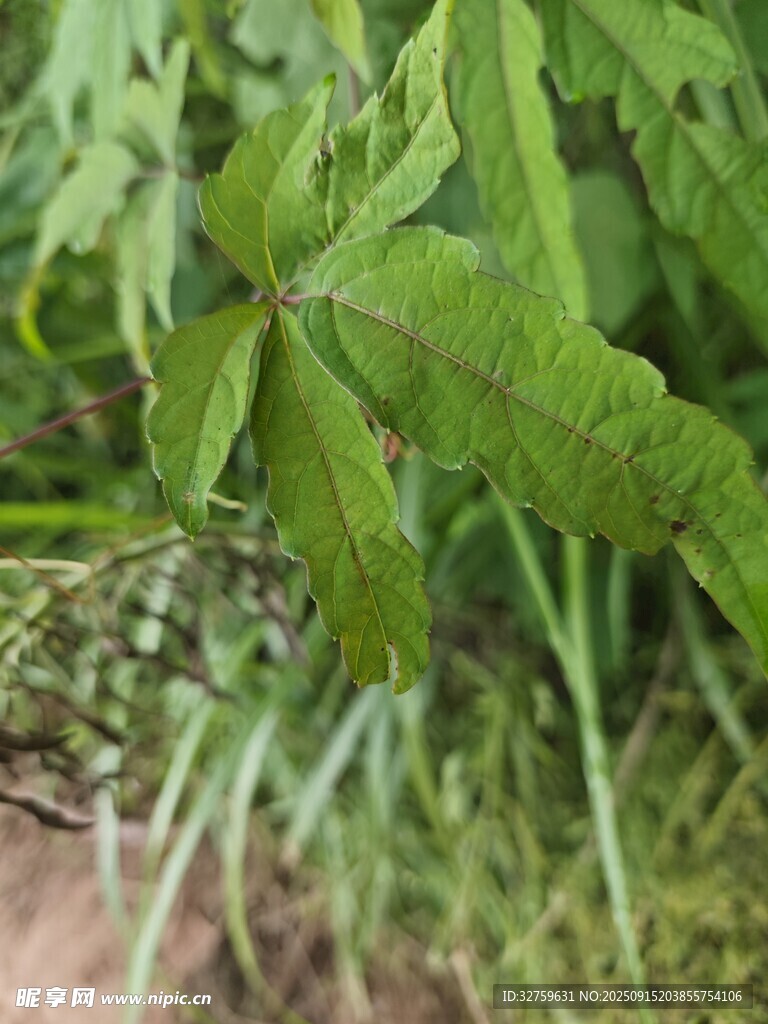 绿叶植物特写