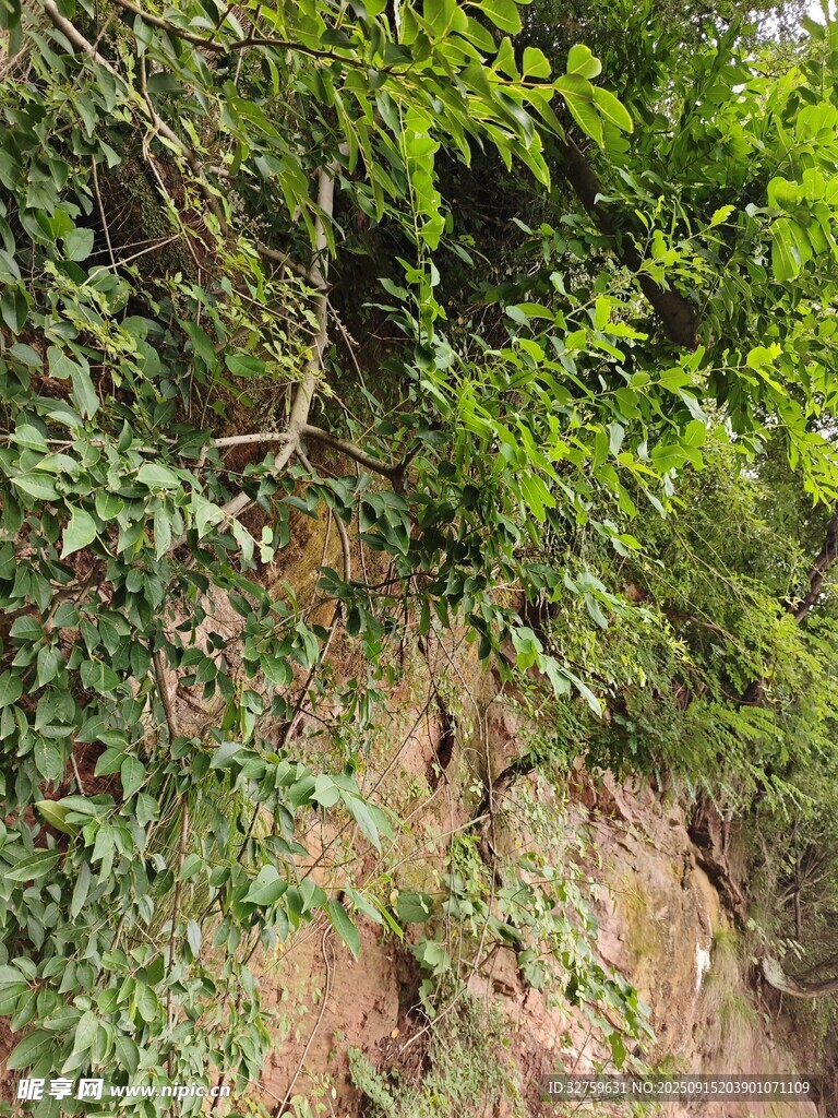 山坡绿植景象