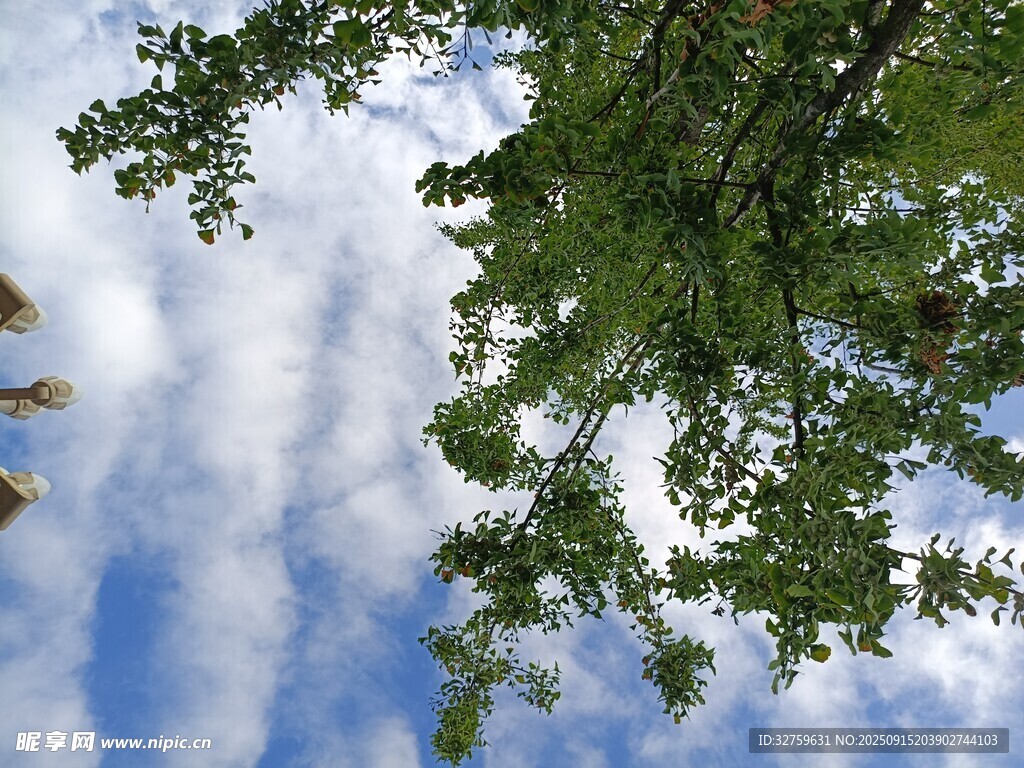 仰视绿树蓝天美景