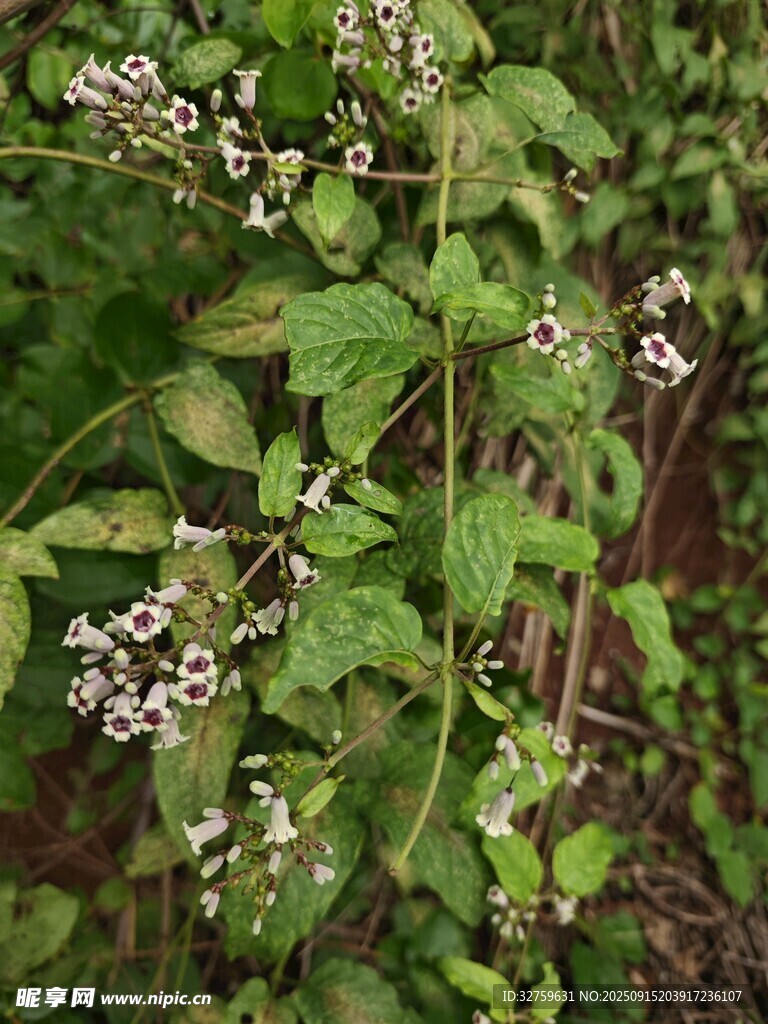 绿叶间的白色小花植物