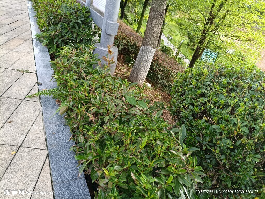 路边绿意盎然的灌木景观