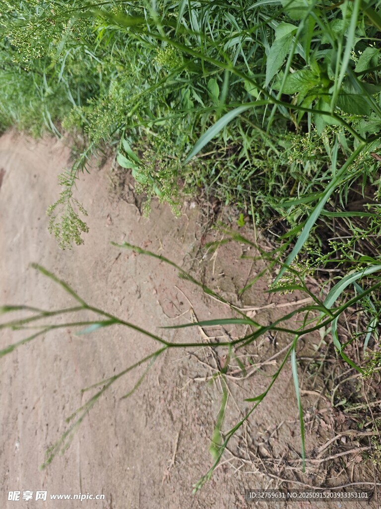 路边低垂的绿色细枝