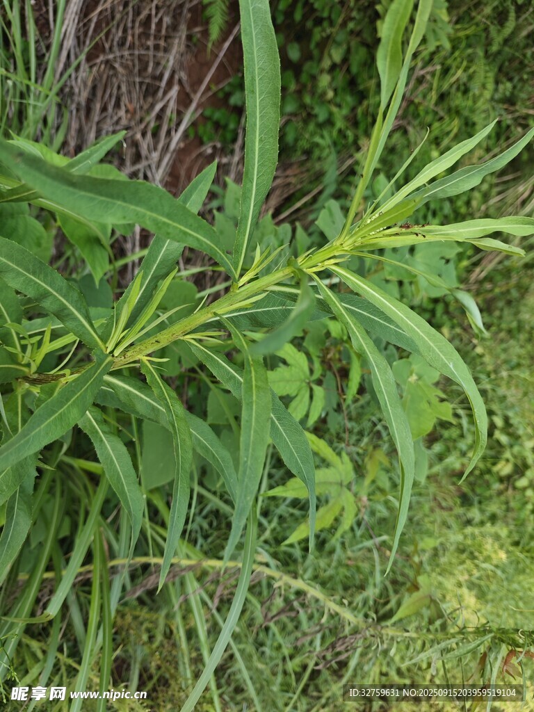 绿色植物特写