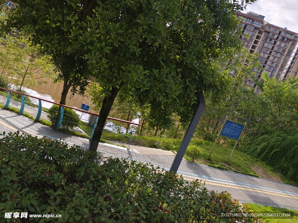 城市公园中的绿树景观