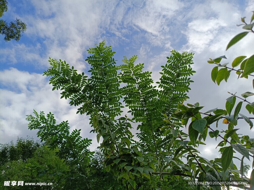 蓝天绿树间的清新景致