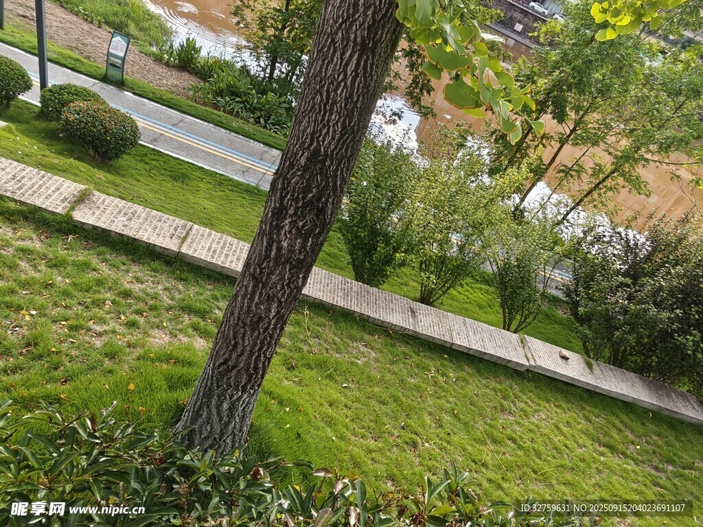 庭院中的树木与绿植景观
