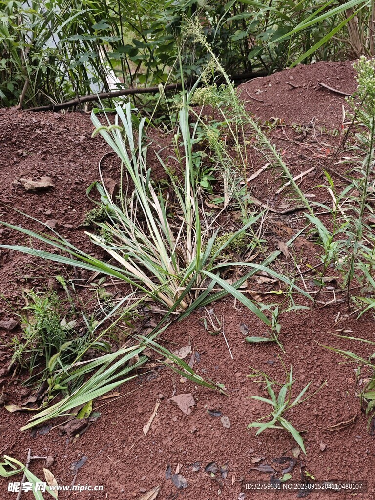 地面上倒伏的绿色植物