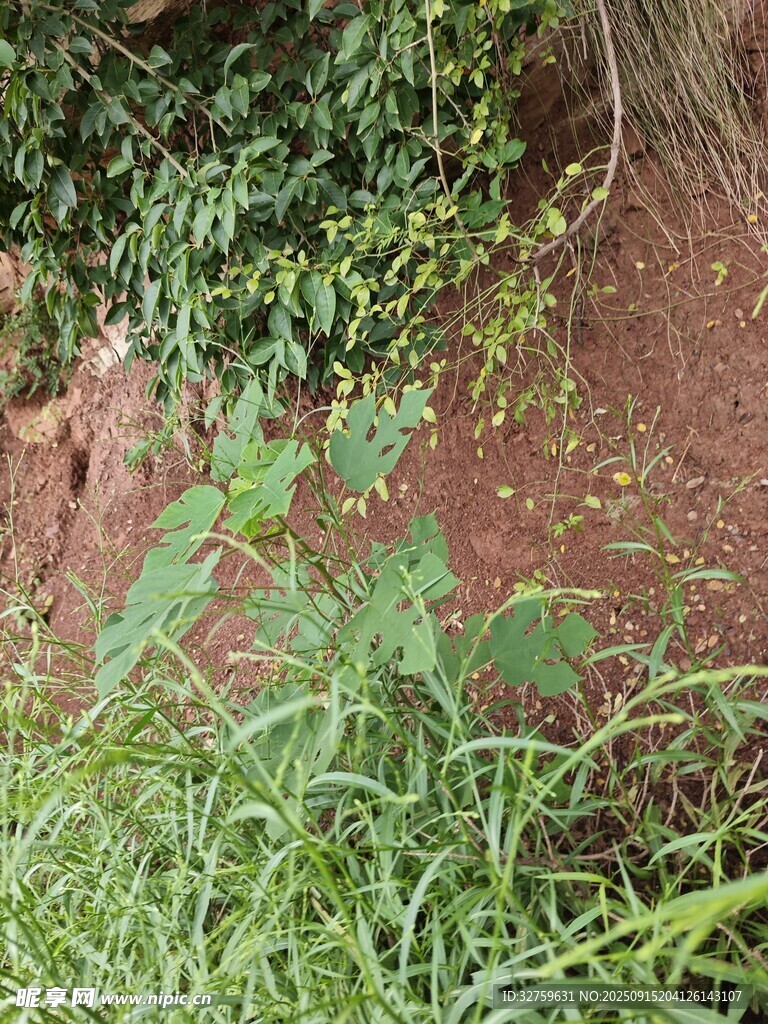 野外绿植与红土地景象