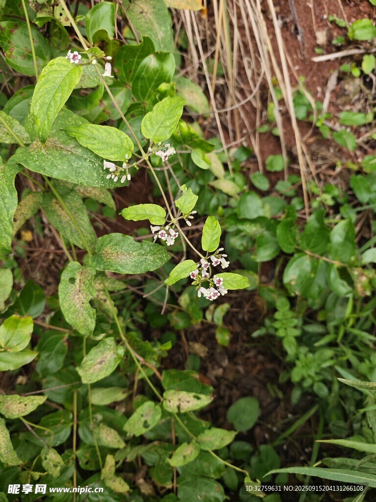 绿叶繁茂的植物景观