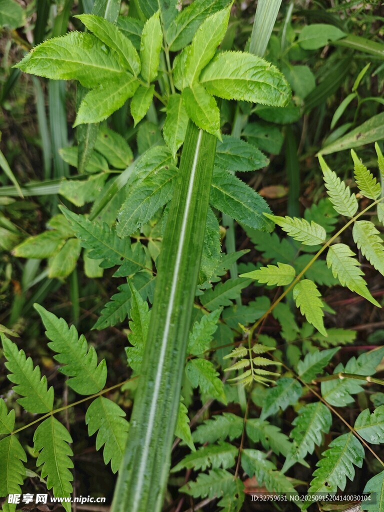 绿色植物特写